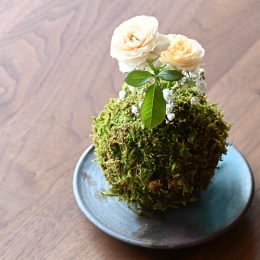 「蓮晟苔」発売開始！！