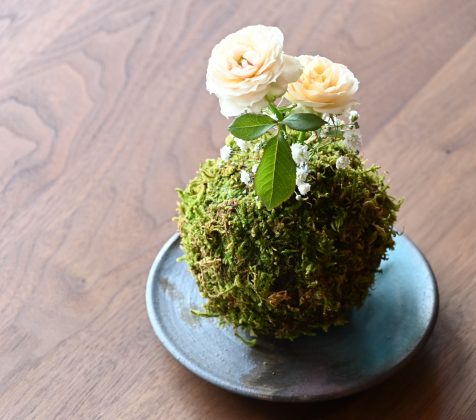 「蓮晟苔」発売開始！！